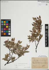 Foto von Salix lapponum L.